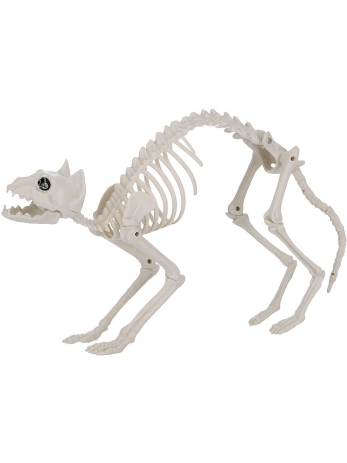 Cat Skeleton Prop
