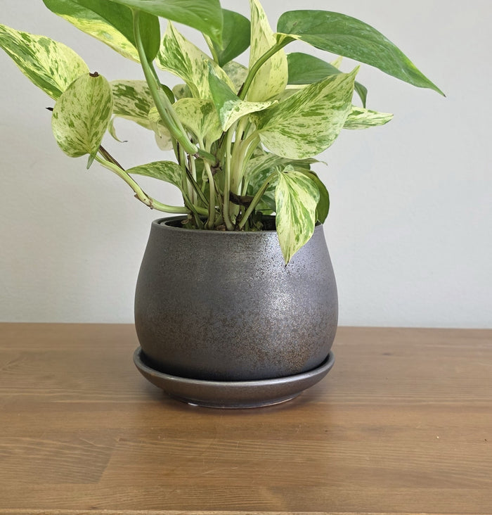Lopez Planter