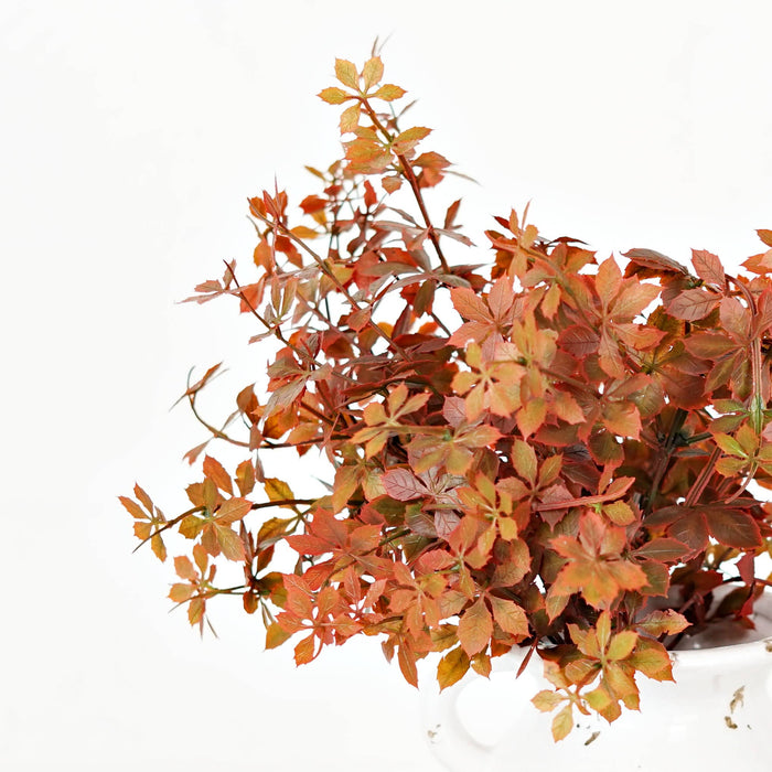 Sweetgum Bush | Burgundy | 16"