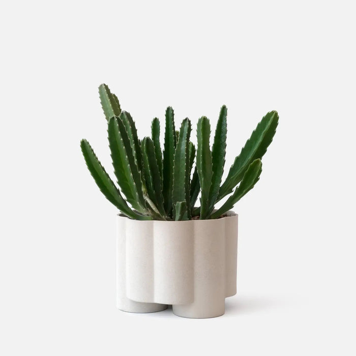 Zadie Planter
