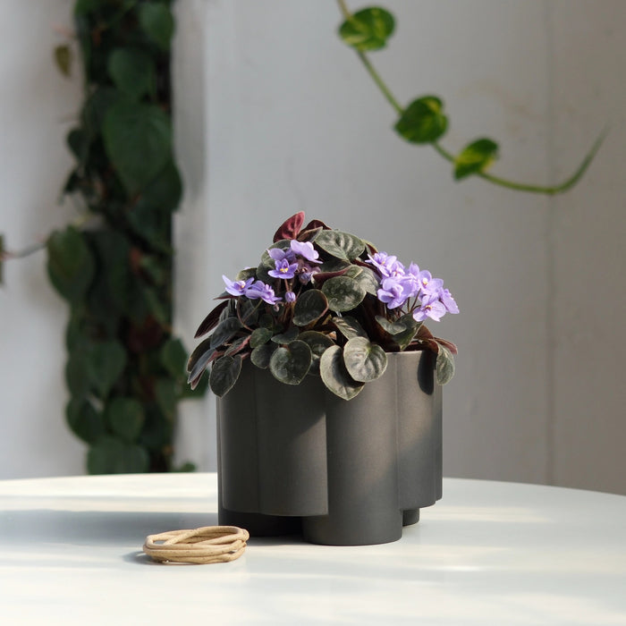 Zadie Planter